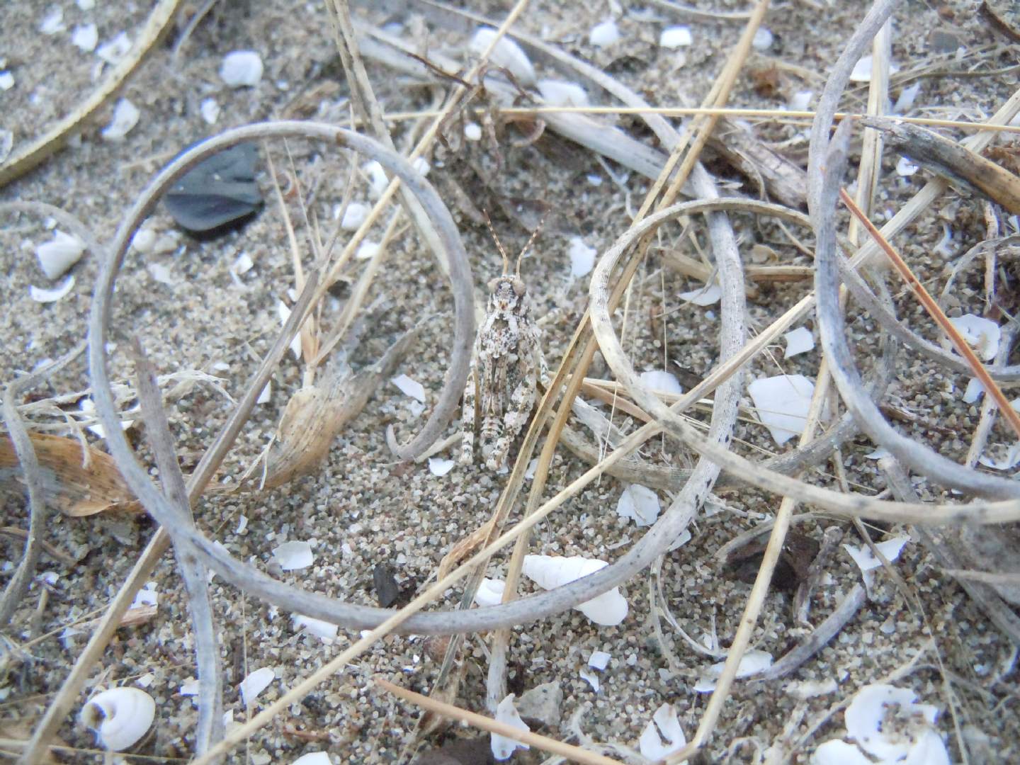 ninfa sub-adulta di Sphingonotus sp.